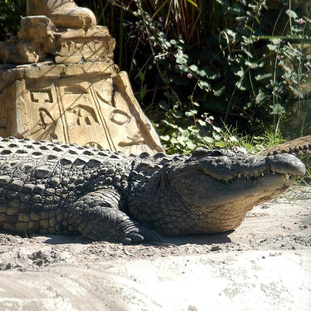 An alligator basks in the Florida sun at Gatorland, near Orlando.