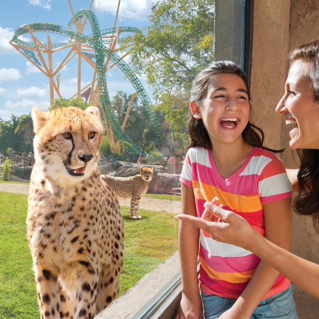 A mother and daughter laughing at a cheetah at Busch Gardens Tampa Bay