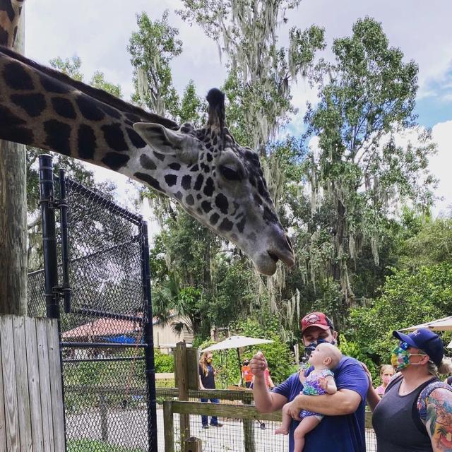 Central Florida Zoo & Botanical Gardens dad and child feeding giraffe