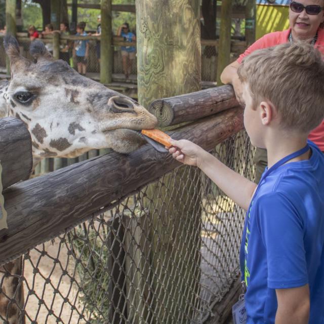 A young guest and a giraffe are eye to eye as he feeds it a snack at the Brevard Zoo