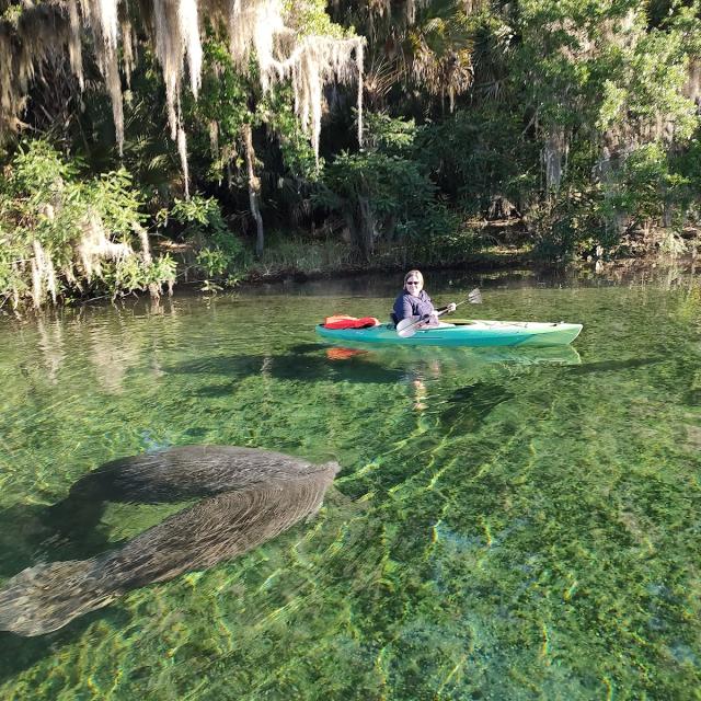 Kayaking with manatees at Blue Springs park with Epic Paddle Adventures