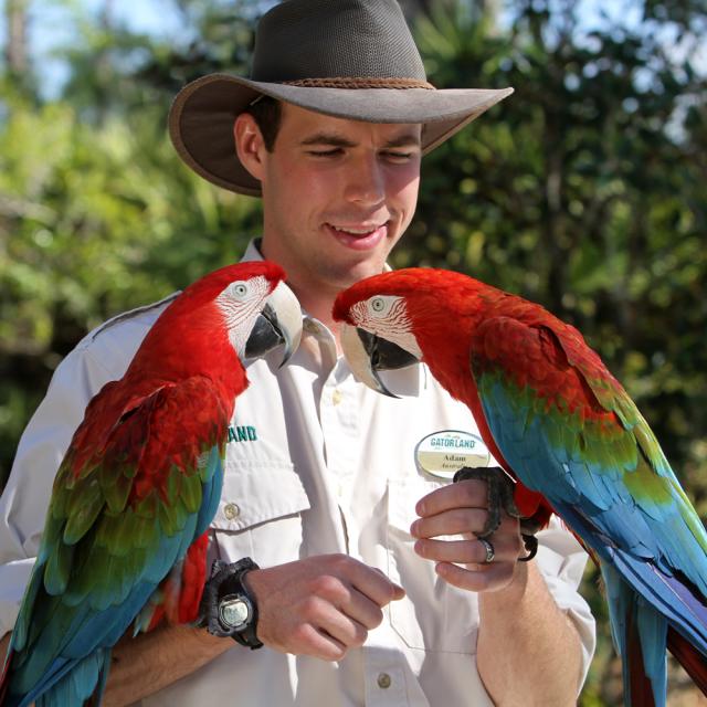 Gatorland man holding two parrots