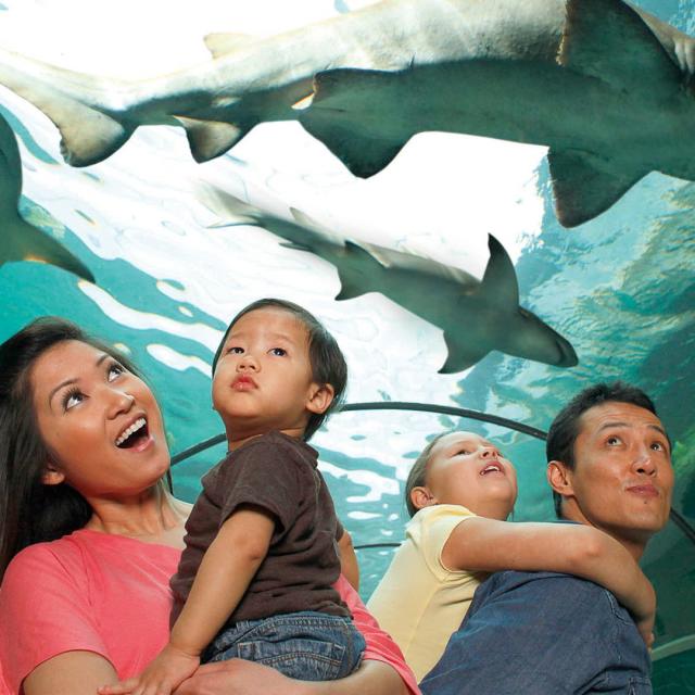 A family in a tunnel looking up at sharks swimming above them at SEA LIFE Orlando Aquarium