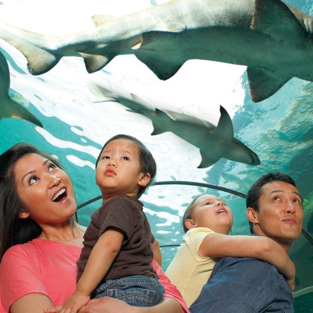 A family looking at sharks in a tank at SEA LIFE Orlando Aquarium