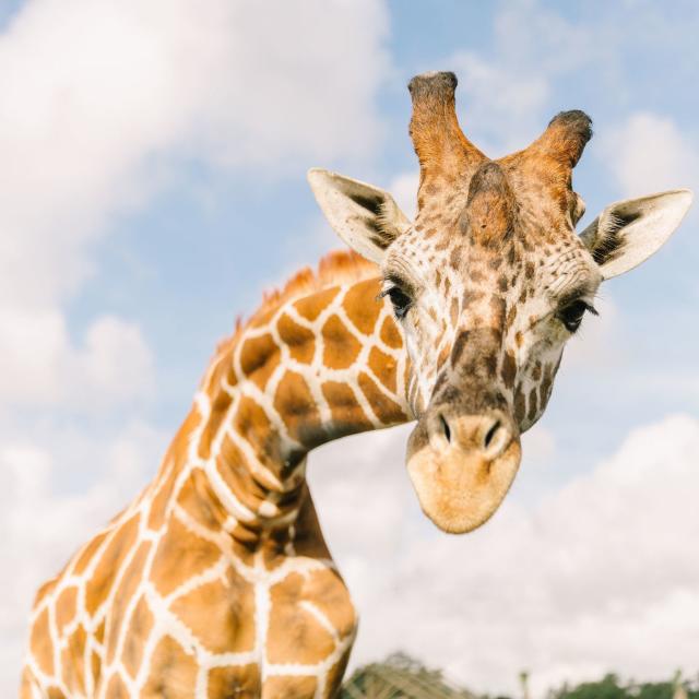 Wild Florida Airboats, Gator Park & Drive-thru Safari giraffe
