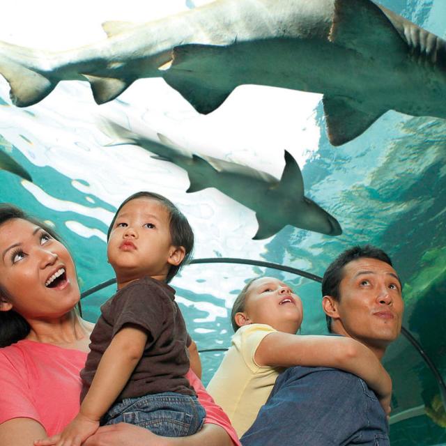 SEA LIFE Orlando Aquarium family looking at sharks