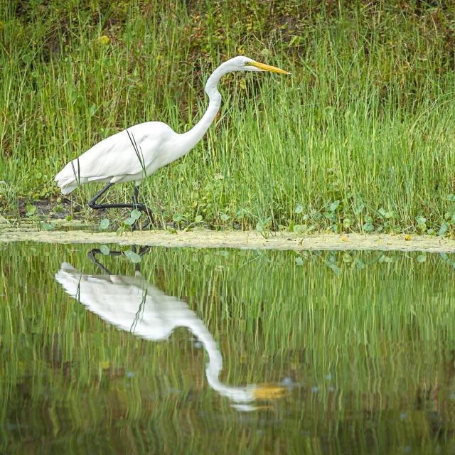 A white egret on the shore of a pond casts a reflection in calm water near Deleon Springs, Florida.