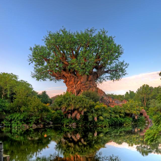 Tree of Life reflection in the water at Disney's Animal Kingdom Theme Park
