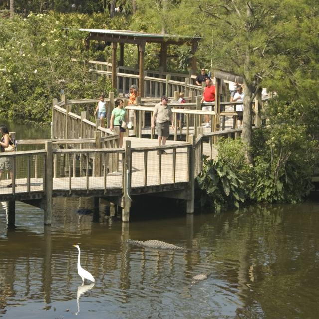 Gatorland boardwalk over a lake with alligators