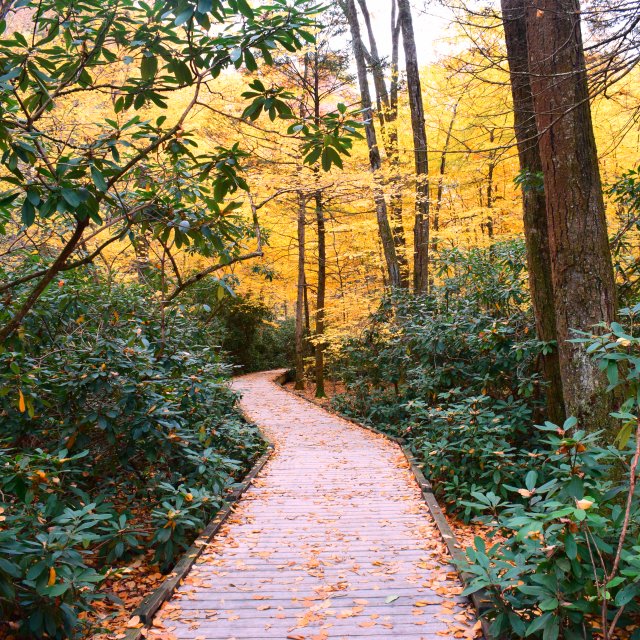 A walkway in the woods surrounded by fall foliage on the trees