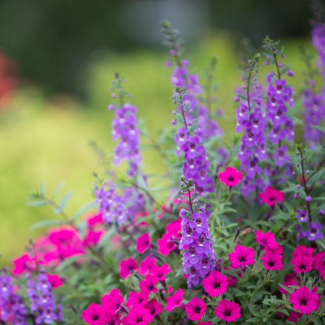 Colorful wildflowers blooming in the Poconos