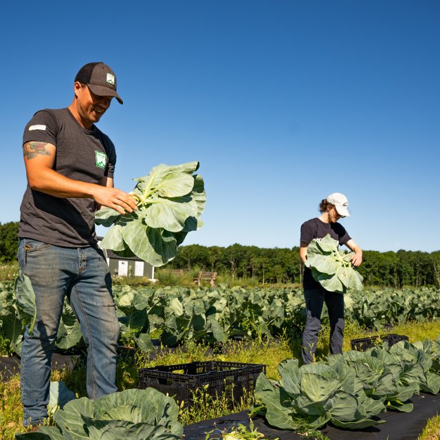 A man harvesting crops.