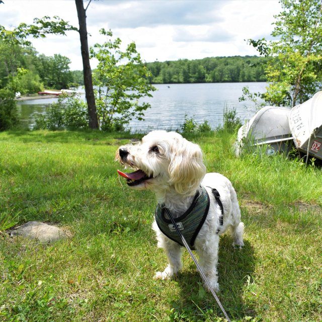 A dog on a leash with canoes and a lake in the background