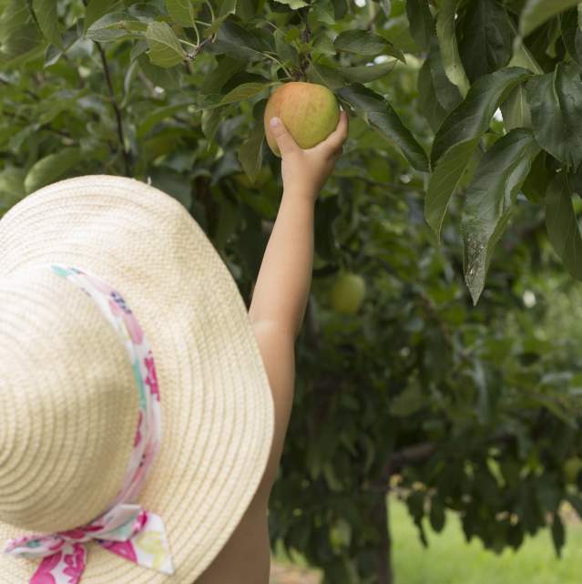 Picking Apples from the Tree