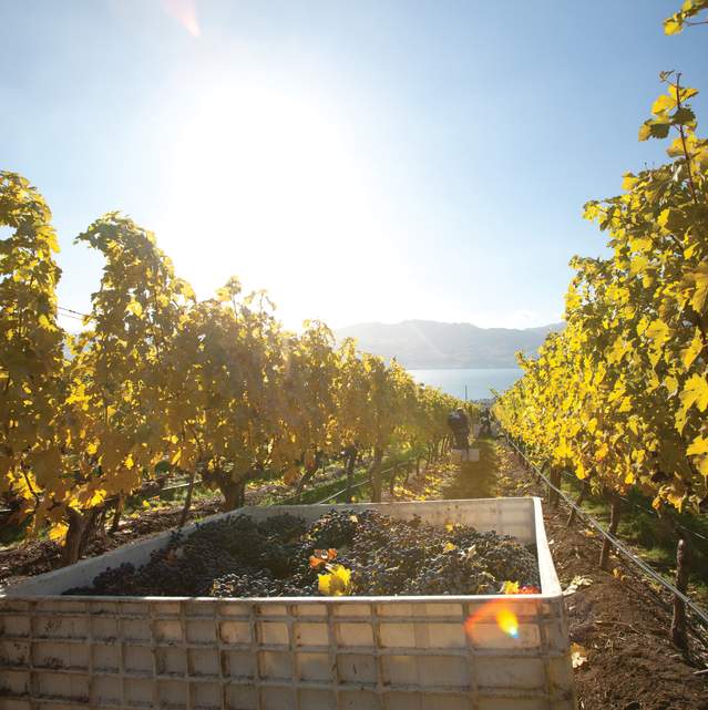 Grape Harvest