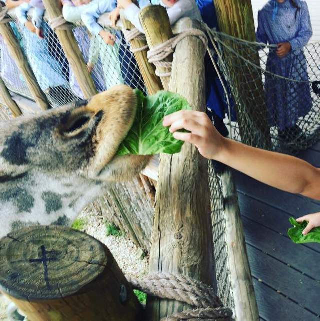 Things to Do - Attractions - Petting Zoos