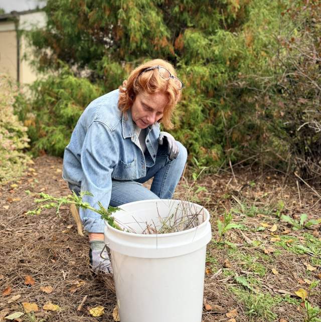 Park Stewardship, St. Stephen's Park October 2026