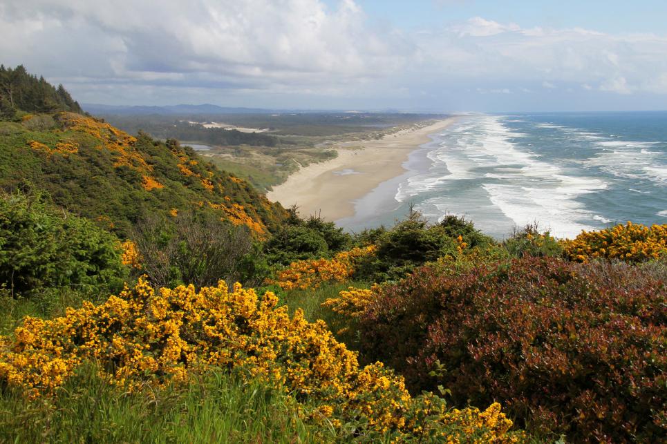 Oregon Coastline View in Spring by Traci Williamson