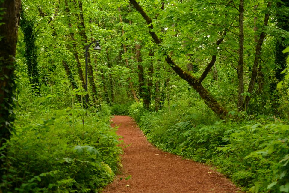 The bark chip trail goes through leafy green forest.
