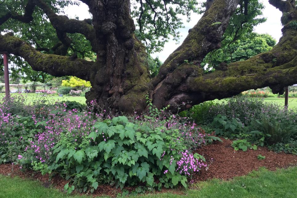 Cherry Tree at Owen Rose Garden