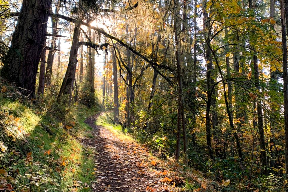 Mount Pisgah Hiking Trails in Fall