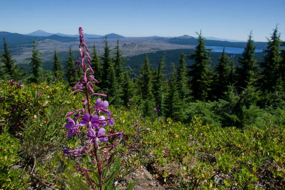 Wildflowers in the Waldo Lake Wilderness by Katie McGuigan