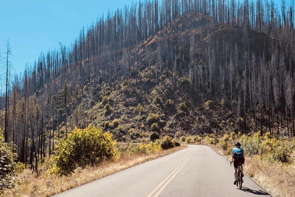 A cyclist rides along a paved road toward a hillside of blackened trees from the previous wildfire.