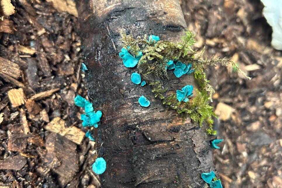 A log with bright blue mushrooms growing from it.