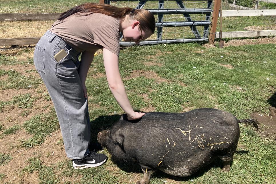 A girl in gray pants and brown shirt with a ponytail, leans down to pat a friendly large black pig.