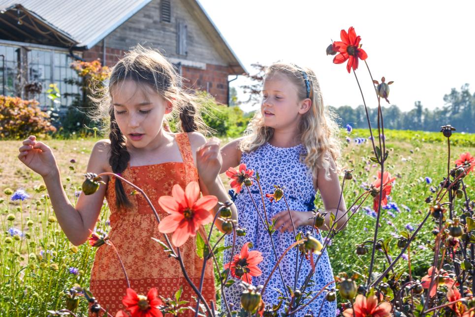 U-Pick Flowers at Groundwork Organics