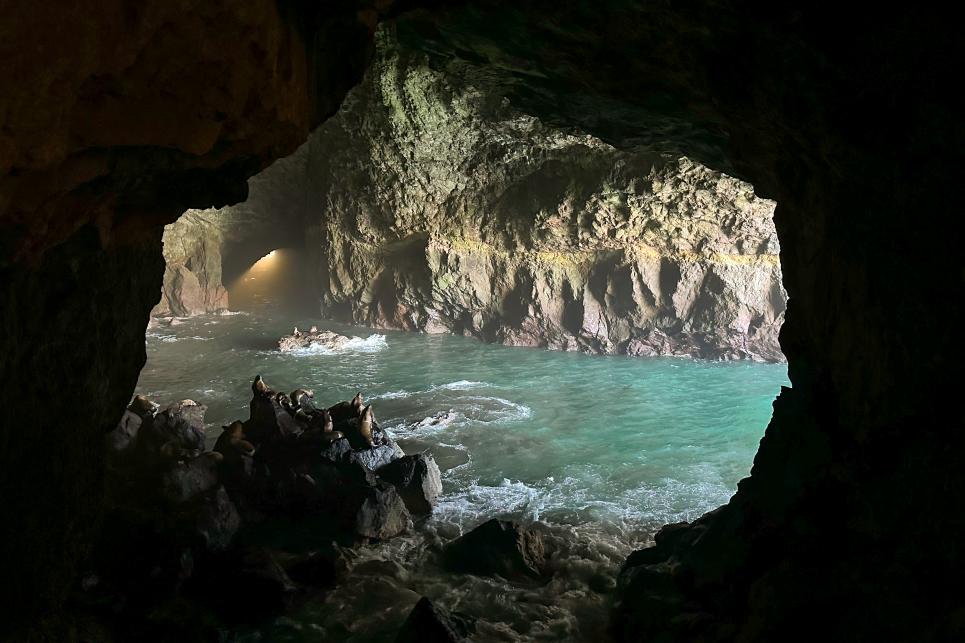 A view of Stellar Sea Lions on rocks surrounded by blue-green sea water in a large sea cave