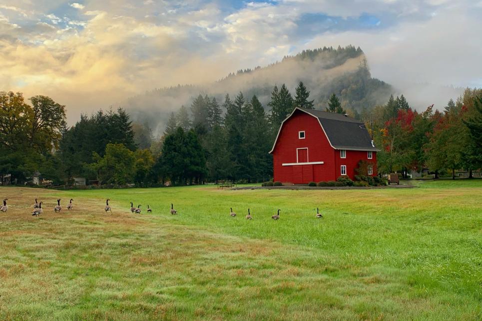 A red barn, a green field full of geese and a foggy mountain with fall colors fills this photo.