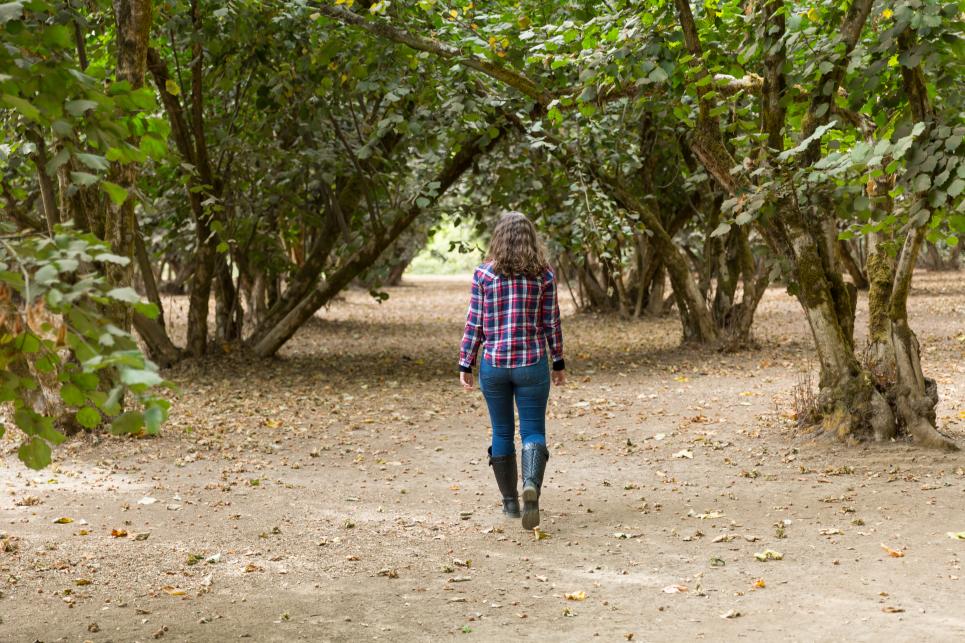 Woman walks through a hazelnut orchard.
