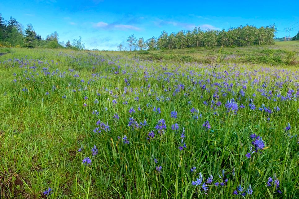 A meadow full of green grass and indigo camas flowers with blue sky above.