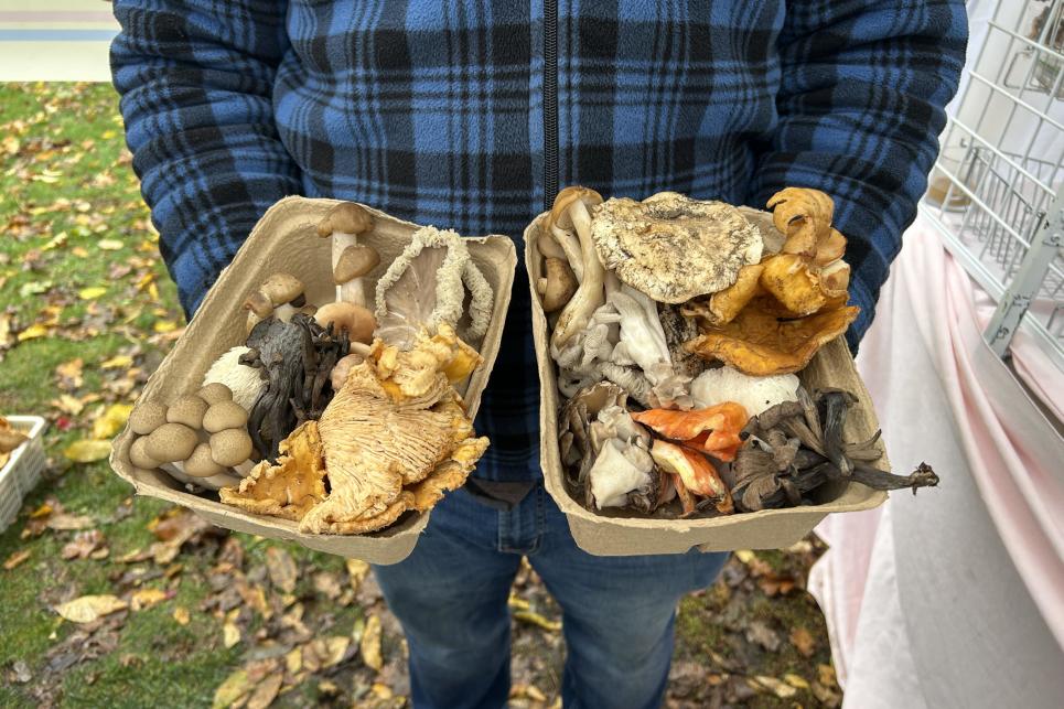 A person holds two boxes full of colorful and diverse mushrooms.