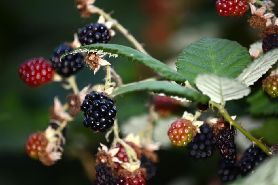 Blackberries by Colin Morton