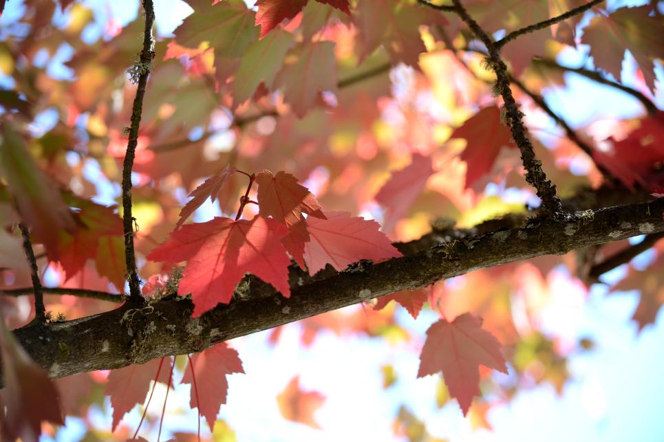 Fall Leaves by Colin Morton