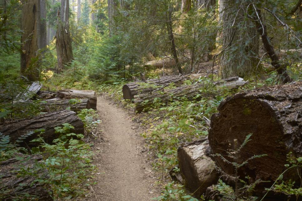 Old Growth on the McKenzie River Trail