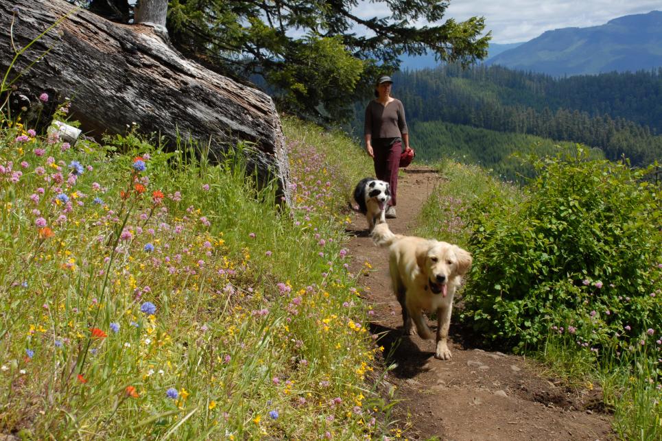 Hiking Alpine Trail in summer