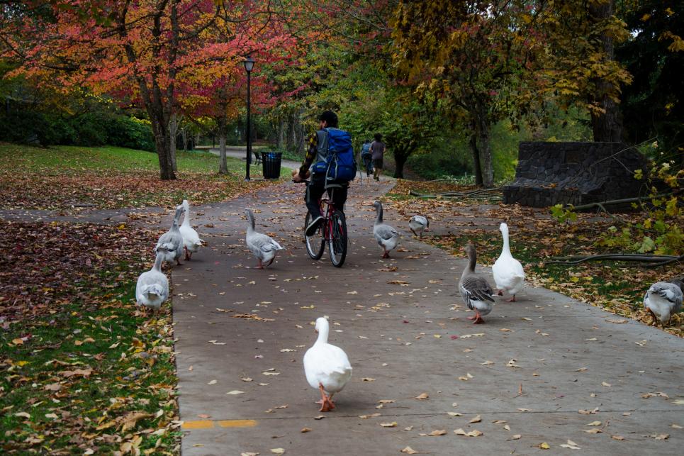 Cycling on the river path in the fall by Katie McGuigan