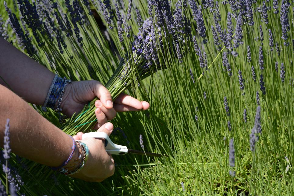 McKenzie River Lavender Bloom Festival