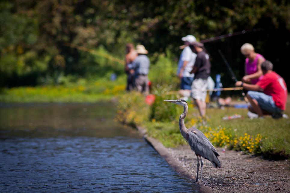 A heron on the edge of a waterway, with people fishing in the background.
