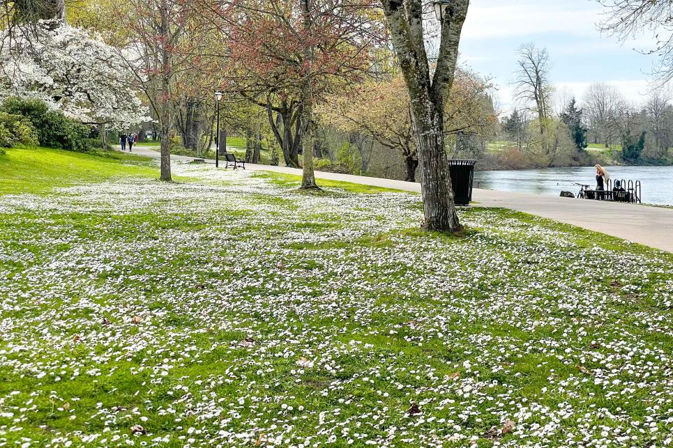 Ruth Bascom Bike Path in Springtime by Melanie Griffin