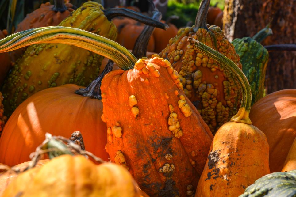 a Variety of pumpkins sit in the sunlight at Herrick Farms