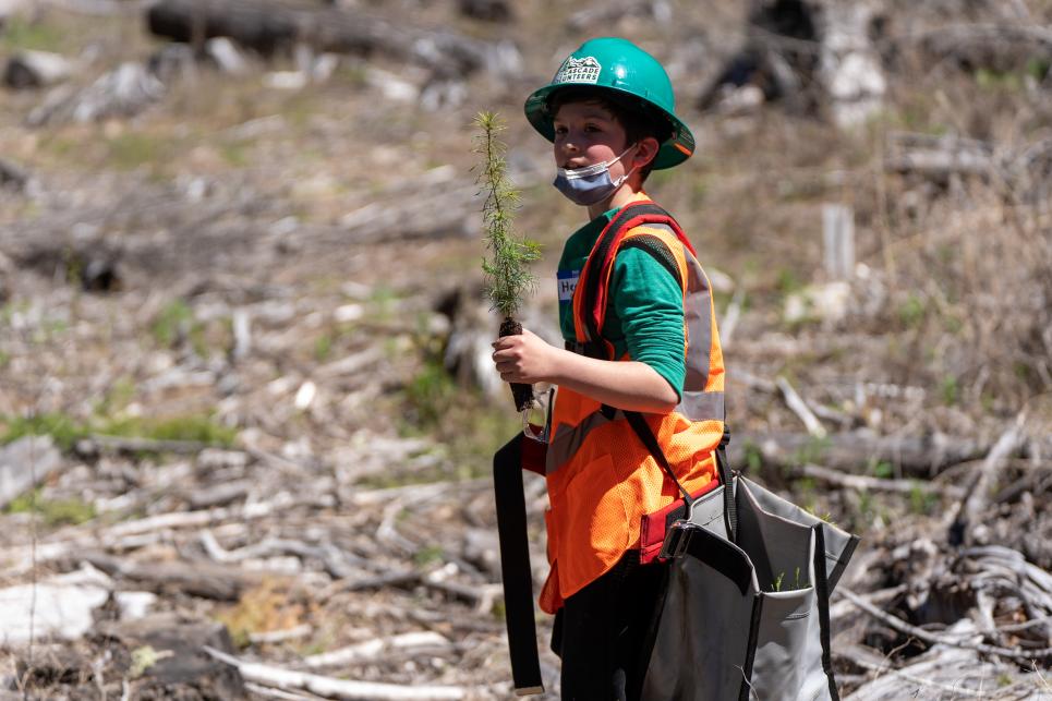 A boy wearing a hardhat holds a tree for planting.