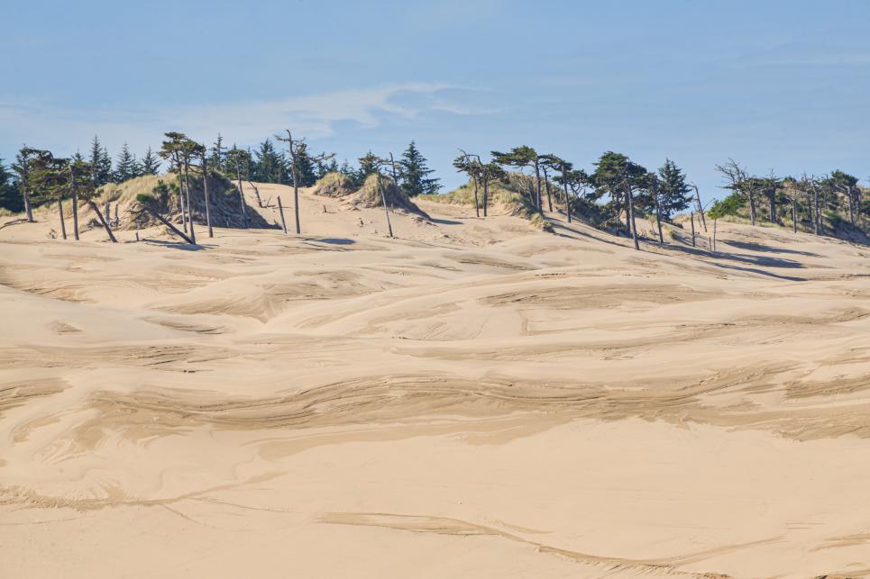 Wind swept sand dunes with trees at the top of the ridge.