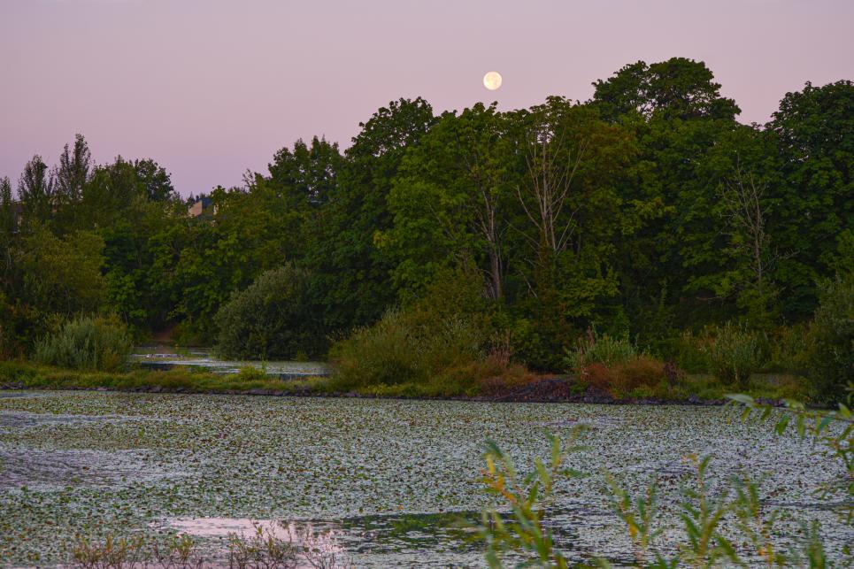 Delta Ponds moonrise by Melanie Griffin