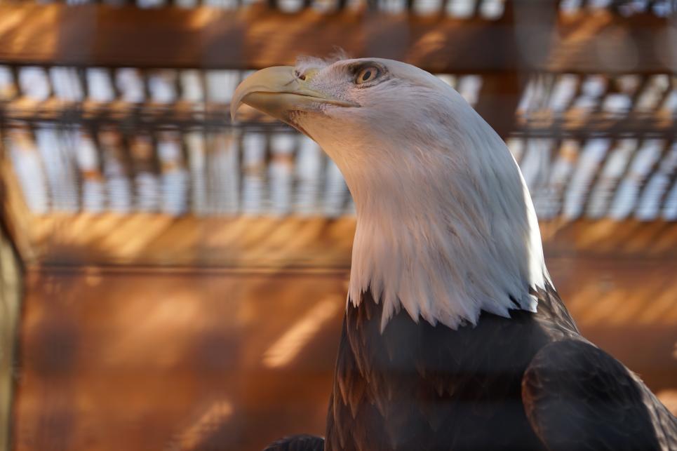 A closeup of a raptor with a white head and dark body.