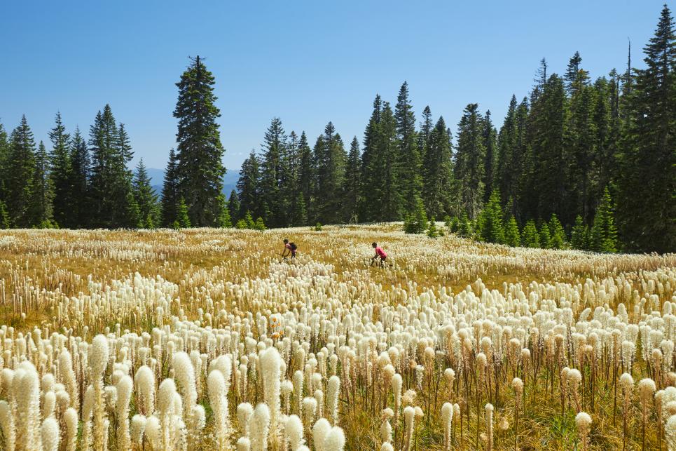 Two people ride mountain bikes through a high altitude meadow of bear grass in summer.