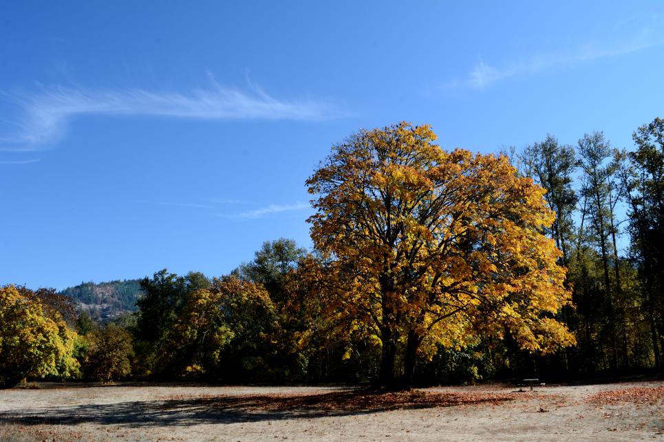 Lynx Hollow Park in the fall by Colin Morton